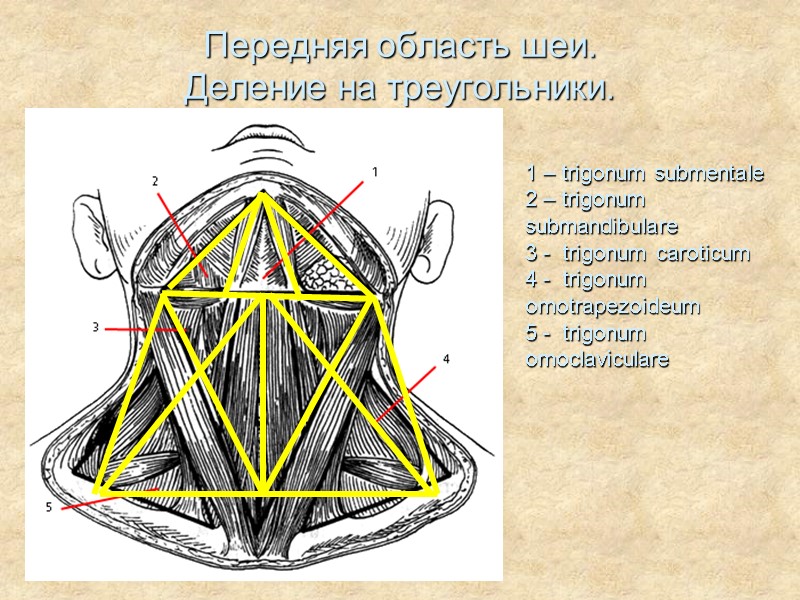 Передняя область шеи. Деление на треугольники. 1 – trigonum submentale 2 – trigonum submandibulare